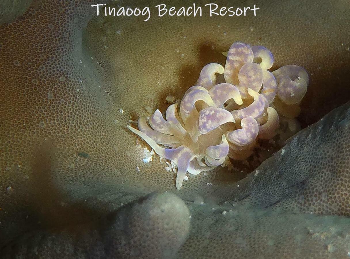 Tinaoog Beach Resort Alad エクステリア 写真